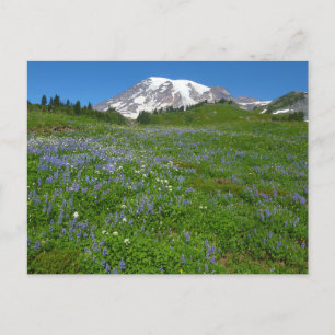 Carte Postale Mont Rainier avec des lupins violets