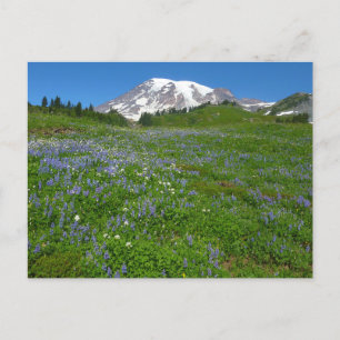 Carte Postale Mont Rainier avec Lupins pourpres