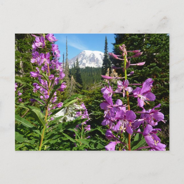 Carte Postale Mont Rainier Entre Fleurs Violettes De Phlox (Devant)