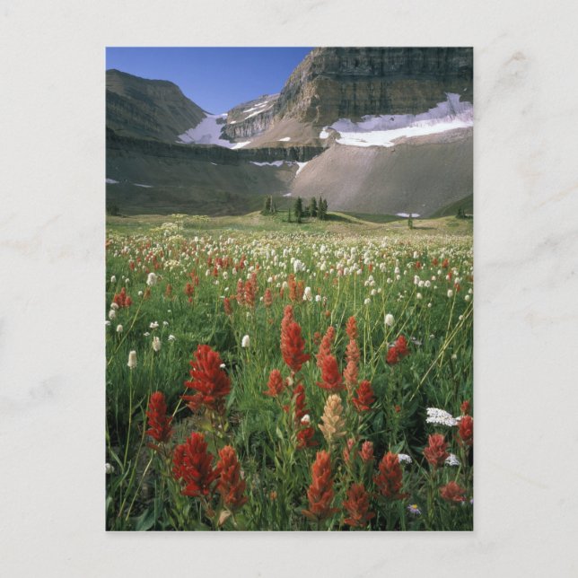 CARTE POSTALE MONT TIMPANOGOS WILDERNESS, UT, US, (Devant)
