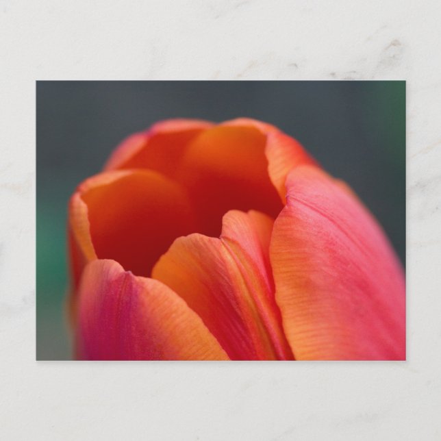 Carte Postale mont tulipe (Devant)