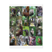 Montage de singe primate