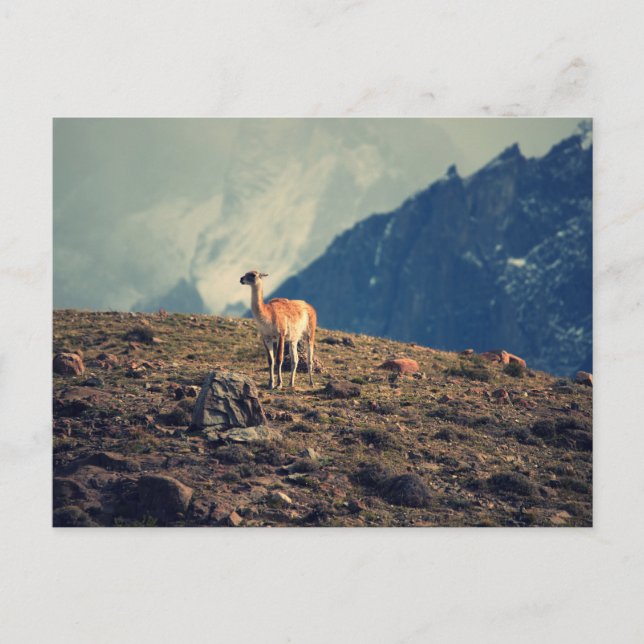 Carte Postale Montagne de Guanaco (Devant)