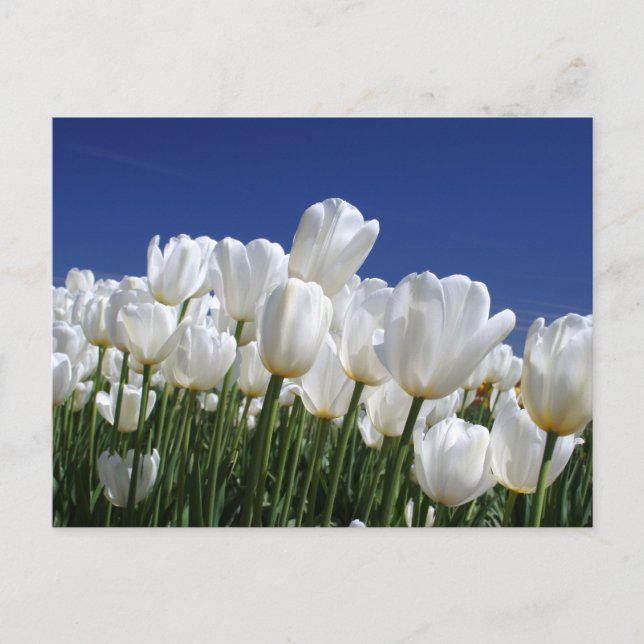 Carte Postale Montagne de tulipes blanches sur un ciel bleu (Devant)