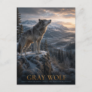 Carte Postale Montagne Grise Loup Sauvage Faune