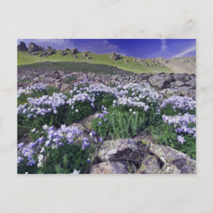 Carte Postale Montagnes et fleurs sauvages dans la prairie alpin