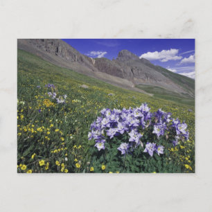 Carte Postale Montagnes et fleurs sauvages dans un pré alpin, Bl