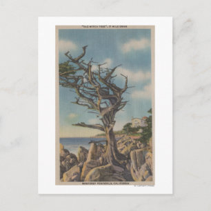 Carte Postale Monterey, CA - Old Witch Tree sur 17 Mile