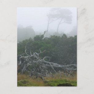 Carte Postale Monterey Fog