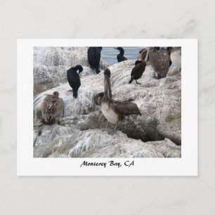 Carte postale Monterey Pelicans
