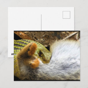Carte Postale Montpellier Serpent se régalant de lapin