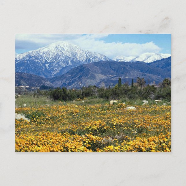 Carte Postale Monts San Bernardino, neige, fleurs (Devant)