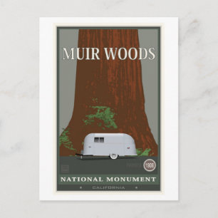 Carte Postale Monument national de Muir Woods 1