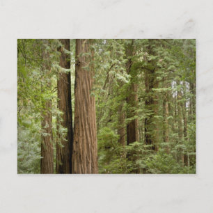Carte Postale Monument national de Muir Woods, Nord