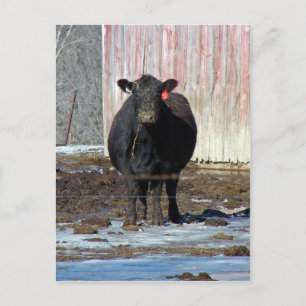 Carte Postale Moo