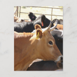 Carte Postale Moo