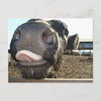 CARTE POSTALE MOO KISSES