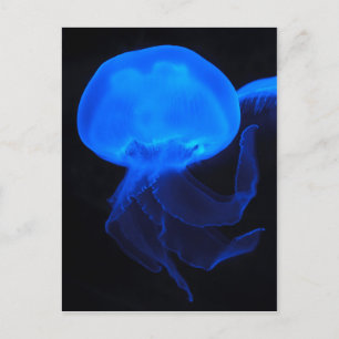 Carte Postale Moon Jellyfish