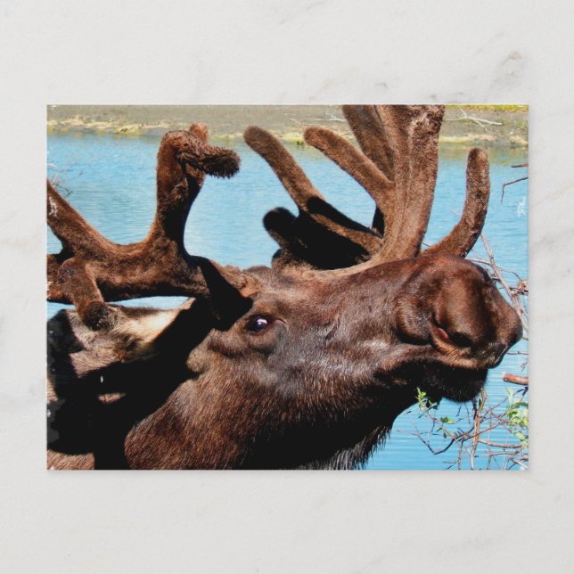 Carte postale Moose (Devant)