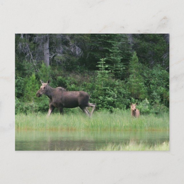 Carte Postale Moose be Breakfast Time (Devant)