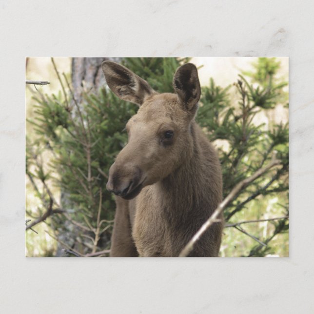 Carte Postale Moose Calf (Devant)
