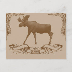 Carte Postale moose maine
