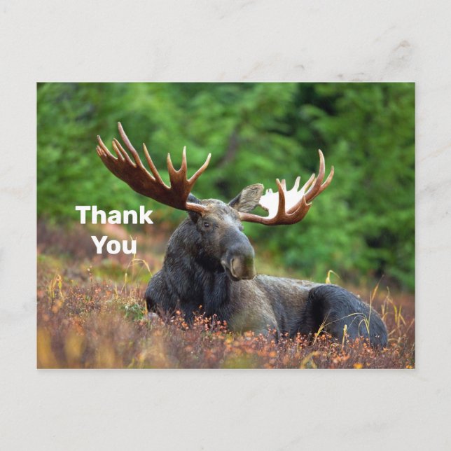 Carte postale Moose Merci (Devant)