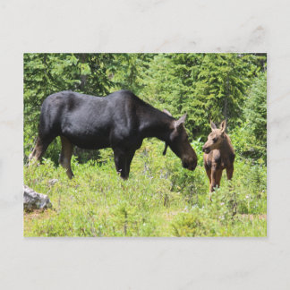 Carte Postale Moose Mom and Calf