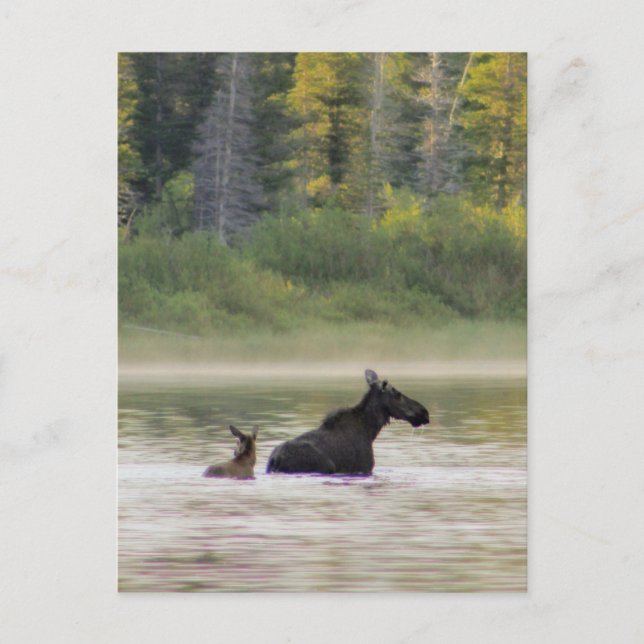 Carte Postale Moose pour nager (Devant)