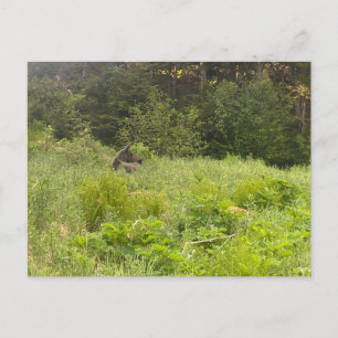 Carte postale Moose Repose