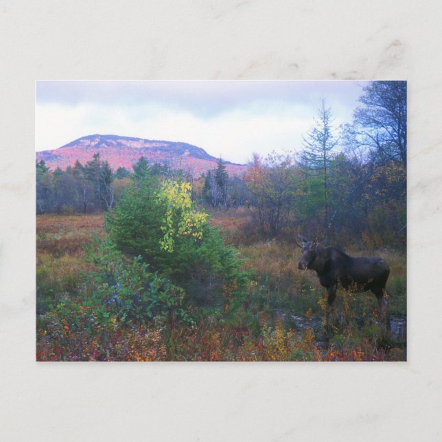 Carte Postale Moose sur l'autoroute Kancamagus (Devant)