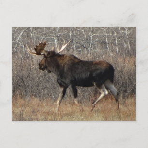Carte Postale Moose taureau M8 en brosse à éperon