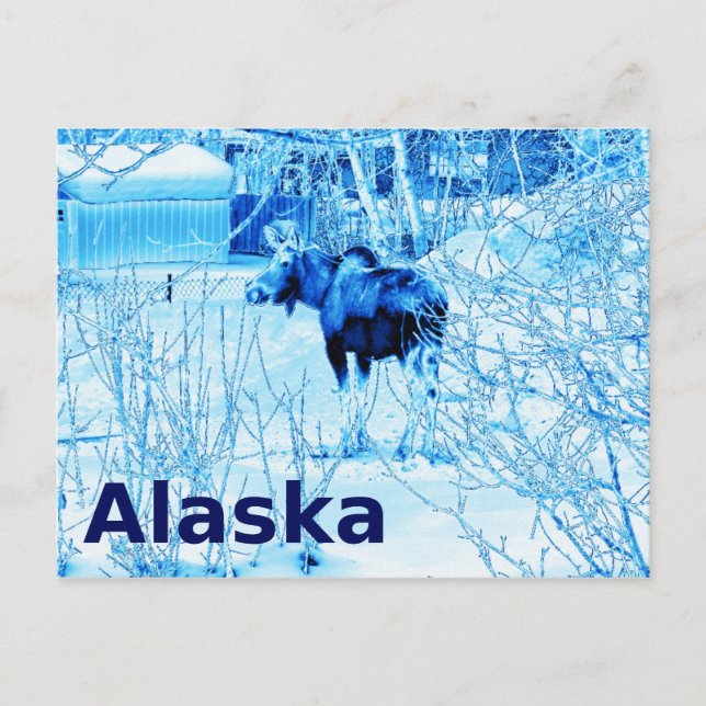 Carte Postale Moose urbaine (Devant)