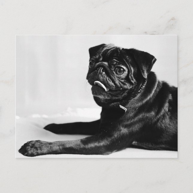 Carte Postale Mops (Devant)