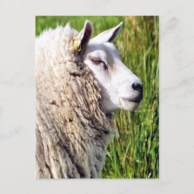 CARTE POSTALE MOQUETTE (Devant)