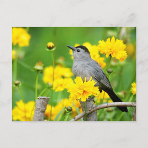 Carte Postale Moqueur chat sur une clôture en bois