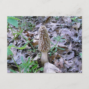 Carte postale Morel