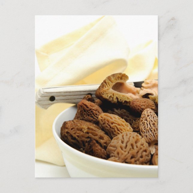 Carte Postale Morel Mushroom (Devant)