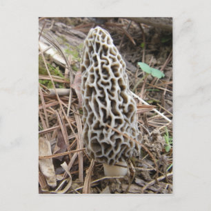 Carte postale Morel Mushroom