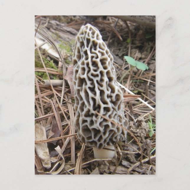 Carte postale Morel Mushroom (Devant)