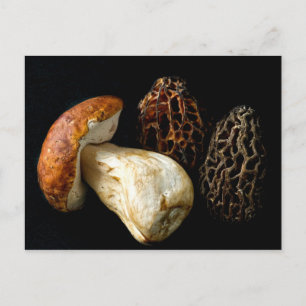 Carte Postale Morels et le roi Bolete