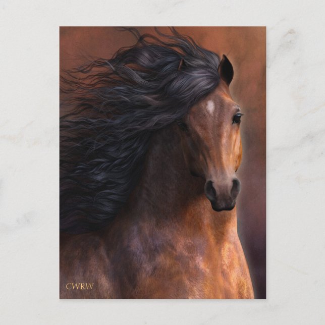 Carte postale Morgan Horse (Devant)