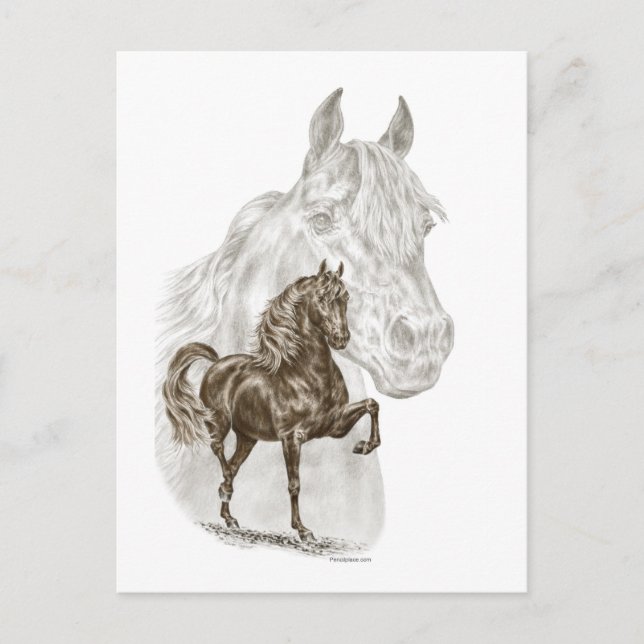 Carte Postale Morgan Horse Art (Devant)
