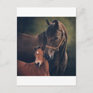 Carte Postale Morgan Mare et Foal