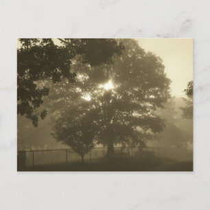 Carte Postale Morning Mist