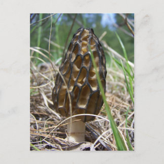 Carte Postale Morrell Mushroom