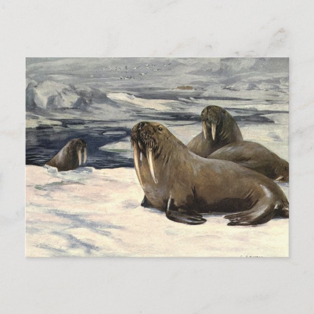 Carte Postale Morses Antiques dans la Neige Arctique par CE Swan (Devant)