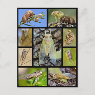 Carte Postale Mosaic photos cicadas