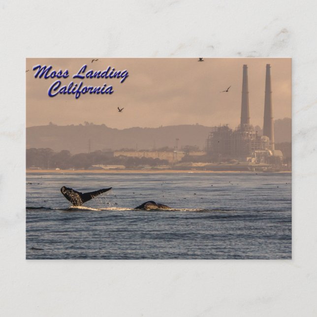 Carte Postale Moss Landing, California Postcard (Devant)