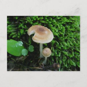 Carte postale Moss Mshrooms